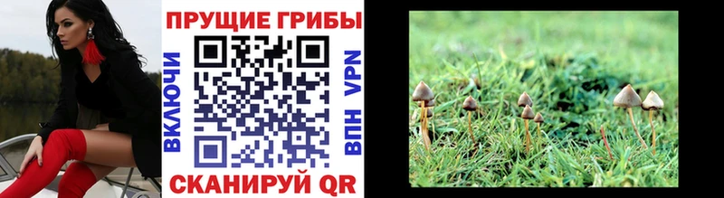 Псилоцибиновые грибы GOLDEN TEACHER  Купить где  Кизляр 