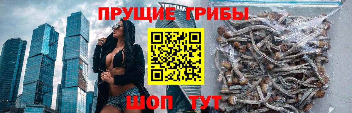 Псилоцибиновые грибы GOLDEN TEACHER  Галлюциногенные грибы Psilocybe  Вход с VPN  Кизляр 